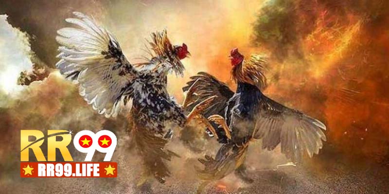 Các phiên bản đá gà RR99 được hội viên ưa chuộng nhất
