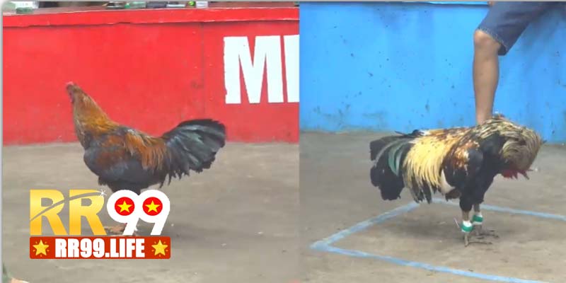 Sảnh live, giao diện đỉnh cao 2026