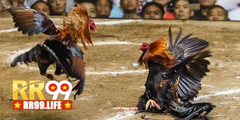 TOP những ưu điểm sảnh cược thể thao RR99 mang đến